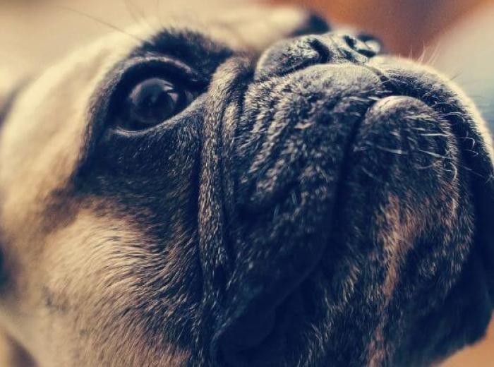 Uncovering Brachycephalic Obstructive Airway Syndrome in Dogs