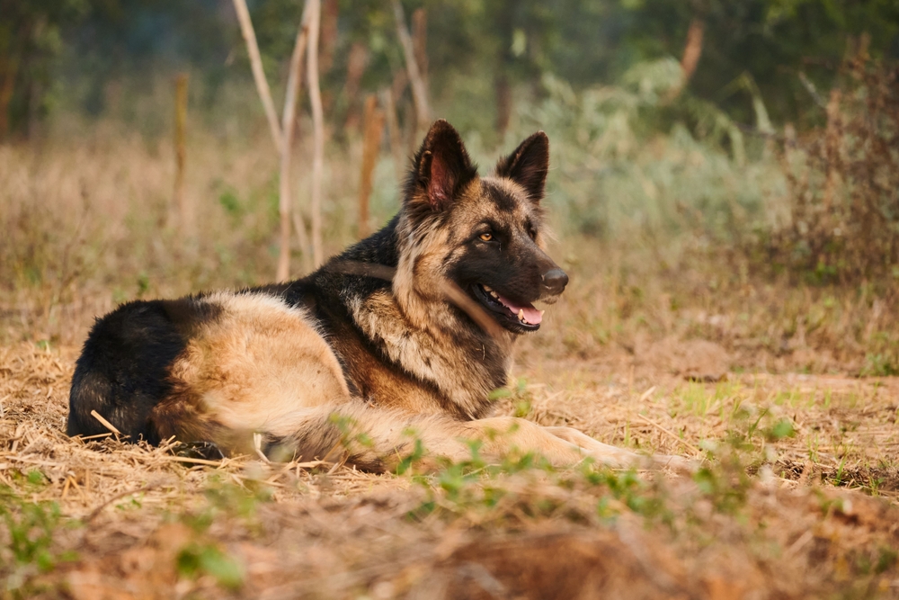 A German Shepherd dog lying on dry grass in a natural outdoor setting with blurred green foliage in the background.