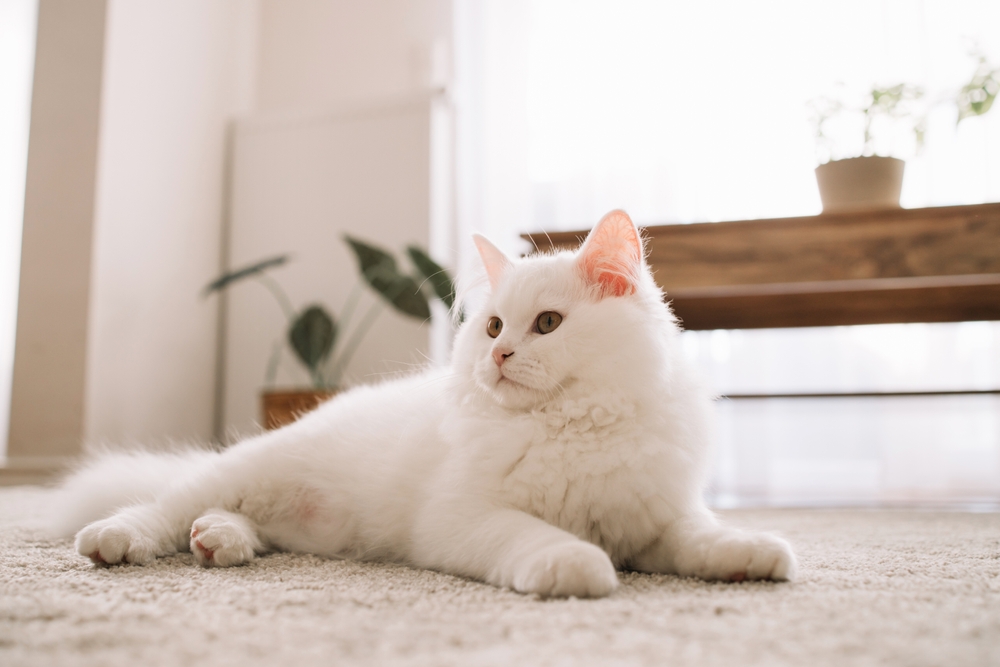A cute fluffy white kitten lies on the floor and looks up in surprise. Life of pets in the apartment
