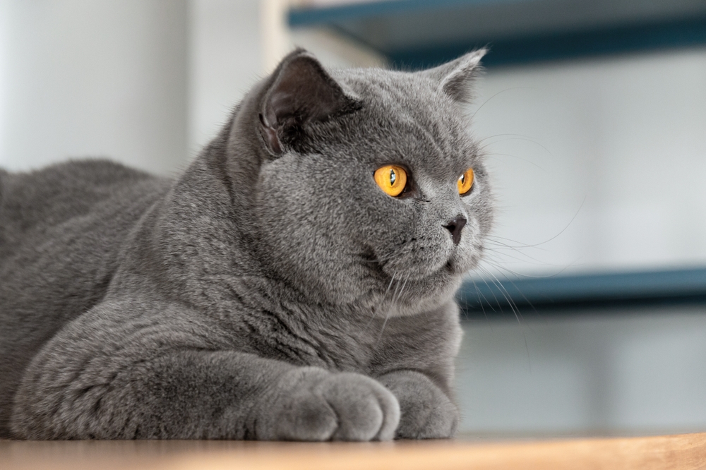 British Shorthair is an old and famous breed from England. Characteristics of this breed include short, thick hair, round face, and large, round eyes. most popular coat color blue (blue-gray)