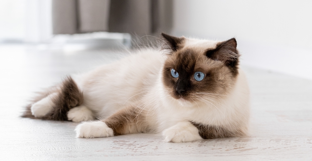 Cute ragdoll cat with beautiful blue eyes lying on the floor at home. Closeup portrait of breed feline pet indoors. Beautiful purebred domestic animal
