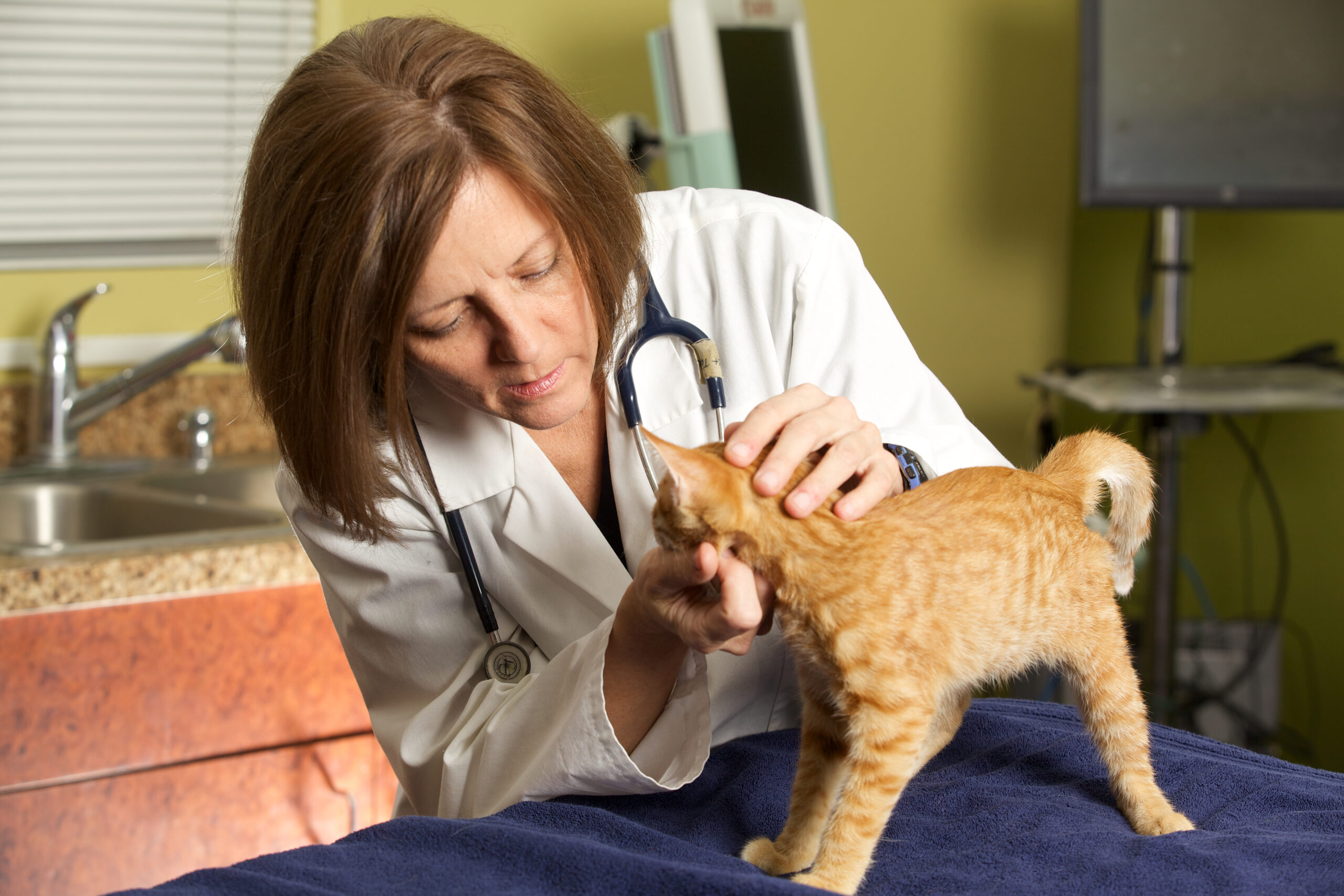 Veterinary exam for a kitten at PETSURG and ER4PETS in San Diego, CA Dr. Diana Jones in a white coat examines an orange tabby kitten on an exam table at a veterinary clinic in San Diego, CA