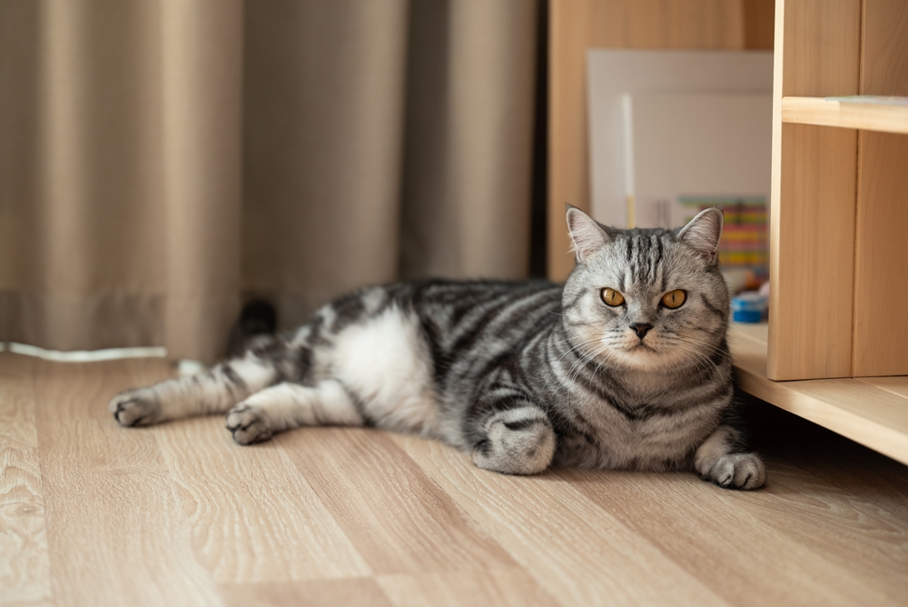 Grey tabby cat laying on the floor in flat, home pet, close up. Adult beautiful purebred cat with yellow eyes relaxing on the floor in room with new modern repair