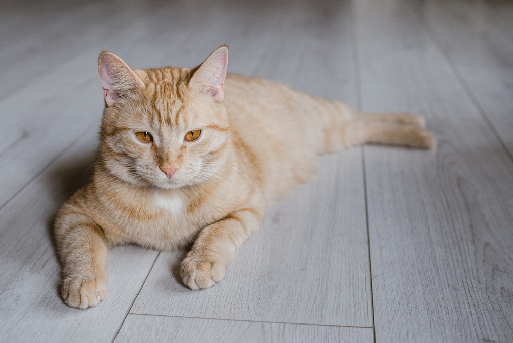 Lazy striped red cat lies on the light floor