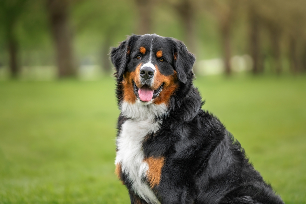 A healthy Bernese Mountain Dog sitting outdoors in a grassy park, representing canine wellness care at PETSURG and ER4PETS in San Diego, CA 