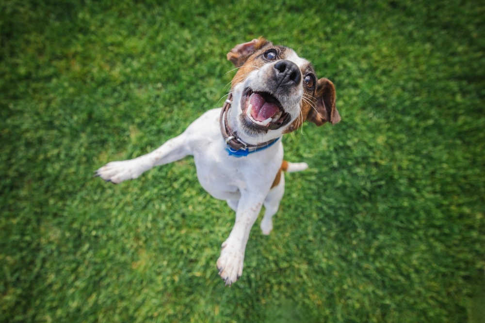 An energetic Jack Russell Terrier jumping playfully on green grass, representing a positive prognosis and healthy recovery after pet mammectomy at PETSURG and ER4PETS in San Diego, CA 