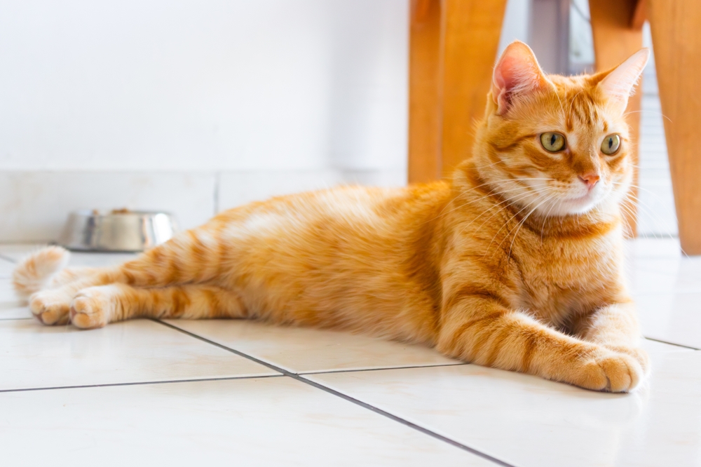 ginger cat lying at home