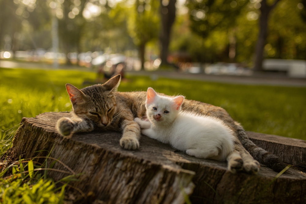 A tabby mother cat and a white kitten resting together on a tree stump outdoors, representing feline mammary tumor treatment and cat surgical care at PETSURG and ER4PETS in San Diego, CA 