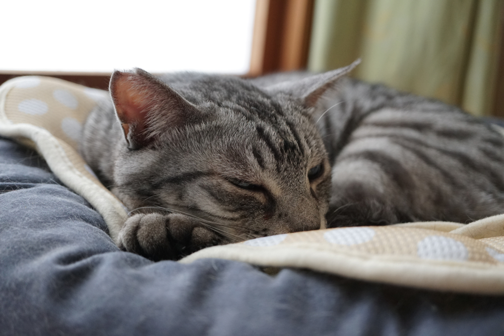 A gray tabby cat resting comfortably on a soft blanket, representing feline mammary tumor care and cat surgical services at PETSURG and ER4PETS in San Diego, CA 