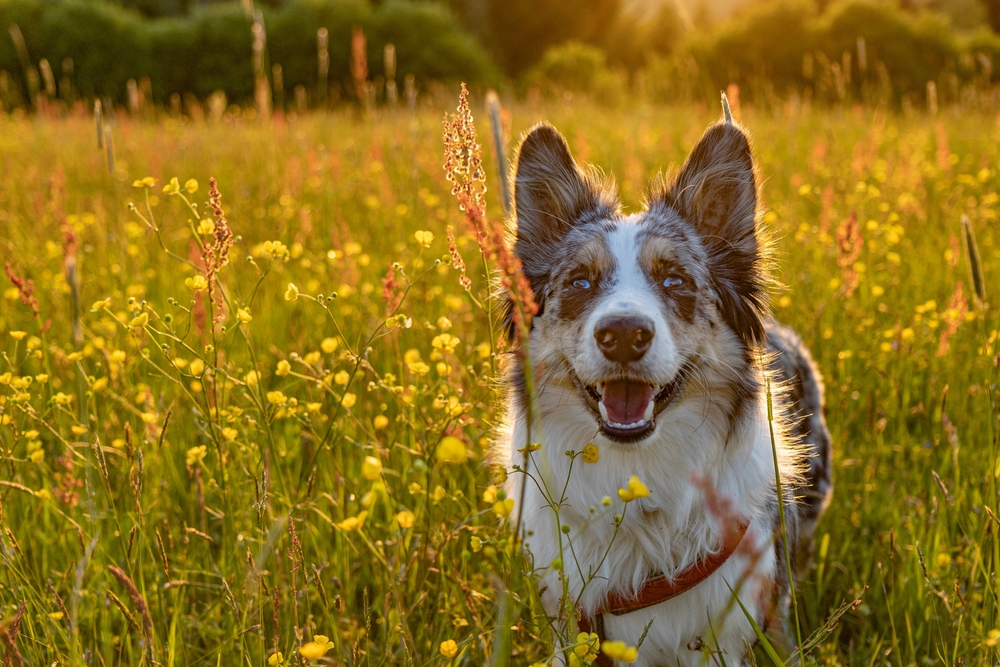 A happy merle-coated dog standing in a wildflower field in golden light, representing dog health and recovery after mammectomy surgery at PETSURG and ER4PETS in San Diego, CA 