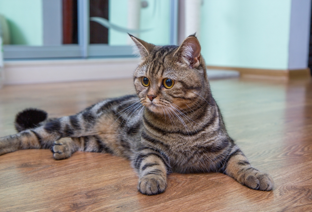 tabby cat gracefully lies on the floor, Scottish straight